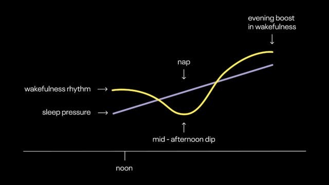 afternoon-nap-graph